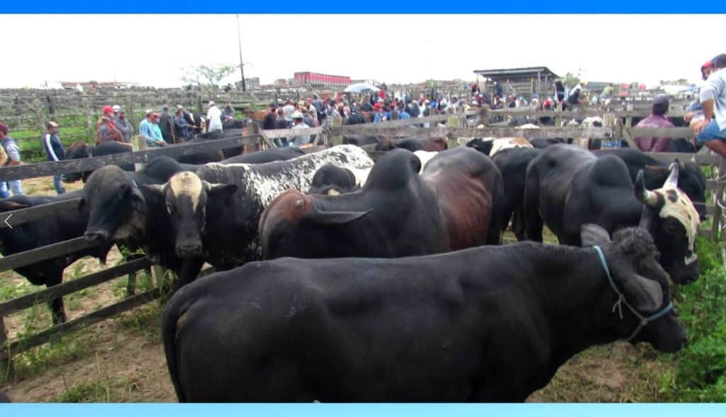 Capoeiras: Feira livre foi antecipada para esta quinta-feira (18), e a feira de gado foi suspensa