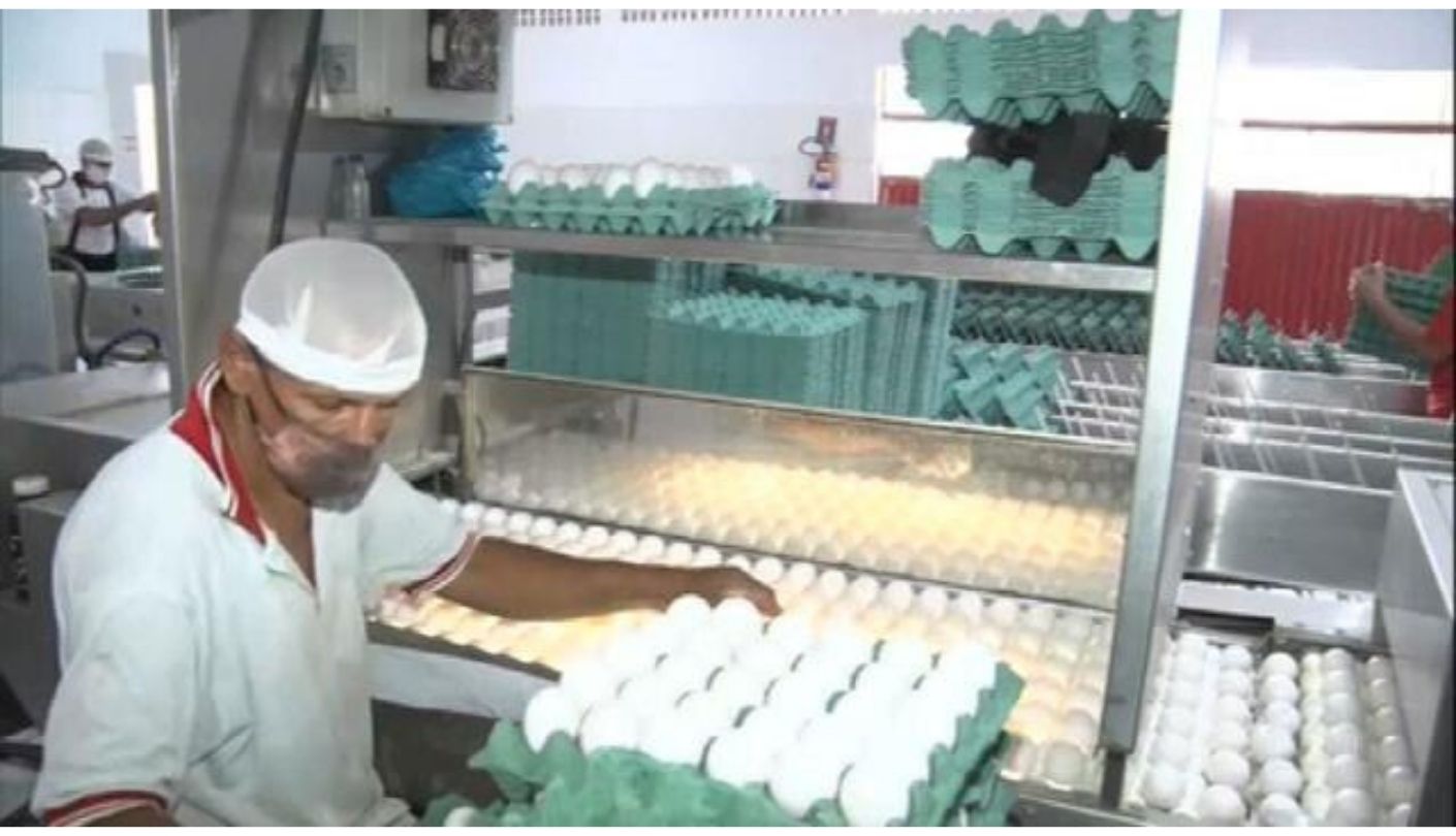 Preço alto de insumos prejudica produção de ovos em Pernambuco