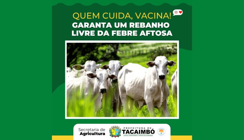 Tacaimbó: Campanha de Vacinação contra a febre aftosa acontece no mês de maio