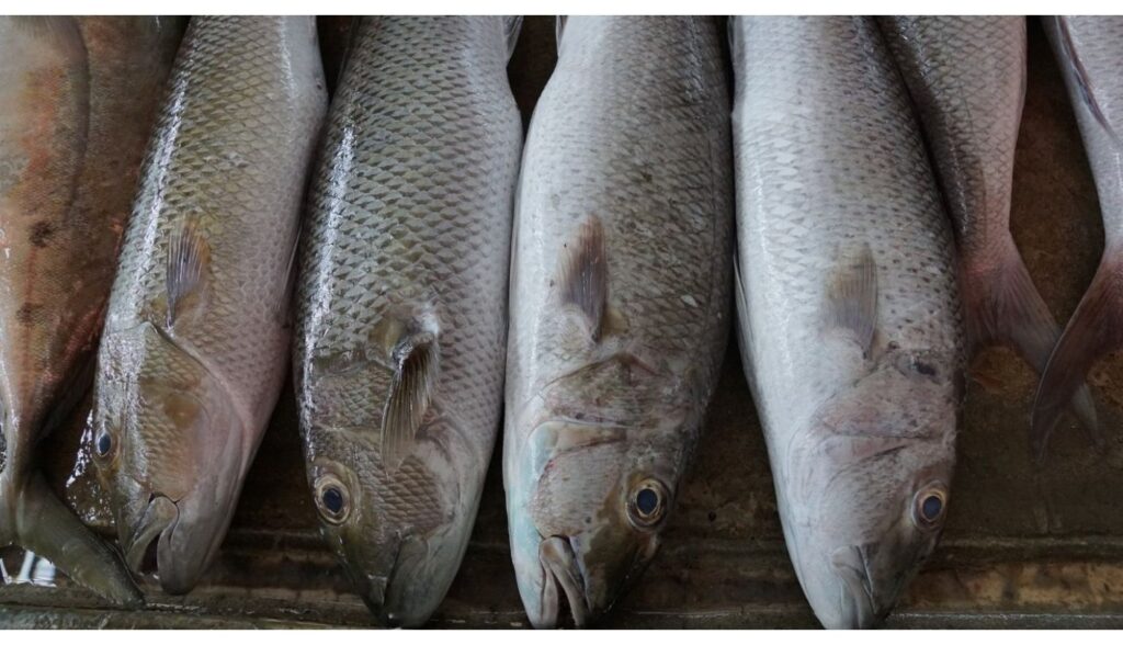 Nova fábrica de pescados em Pernambuco deve gerar 500 empregos