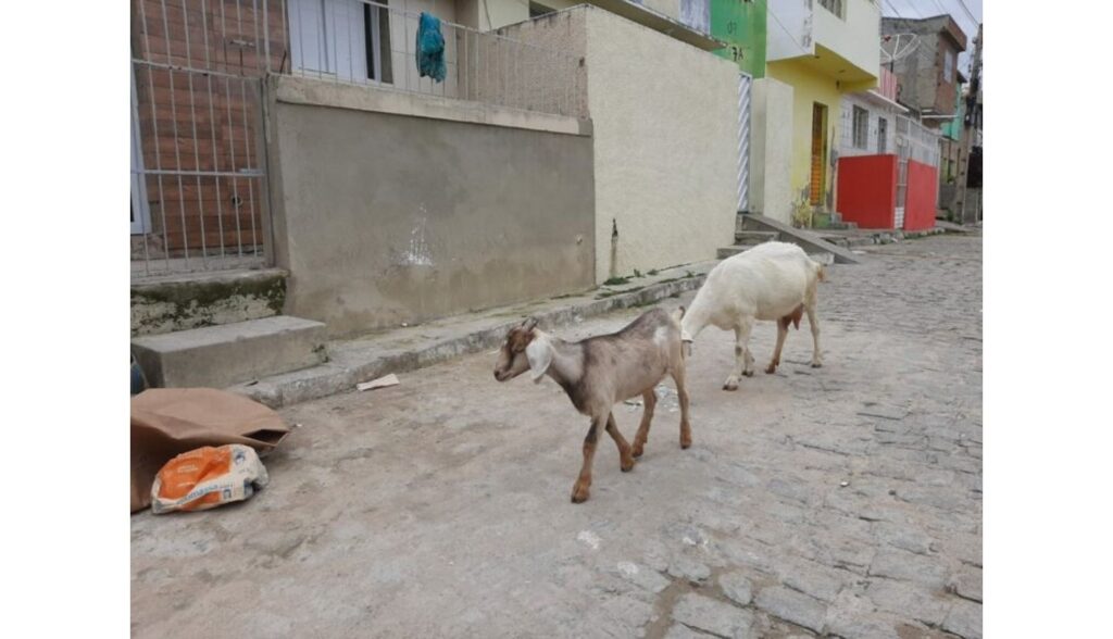 Moradores pedem controle de animais soltos em Belo Jardim