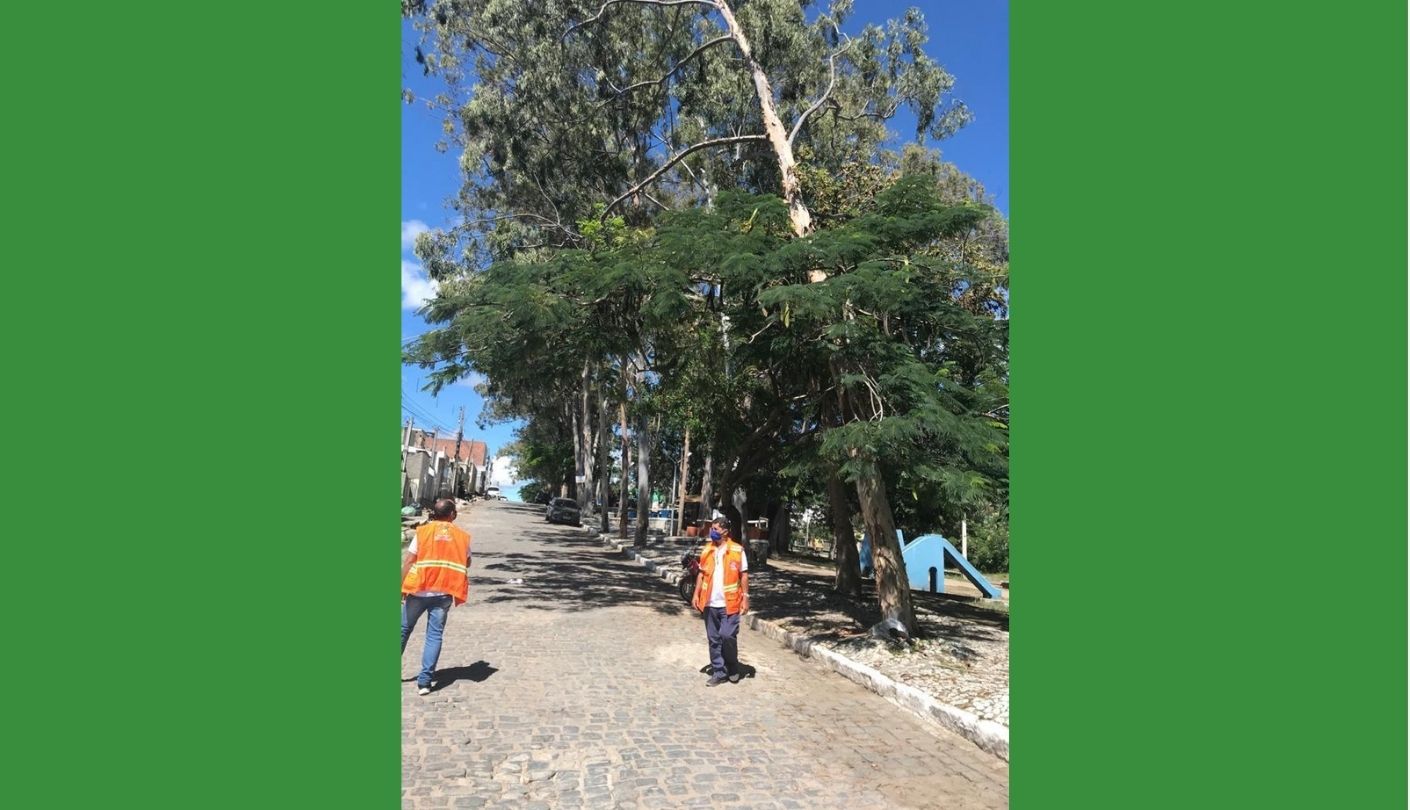 Defesa Civil de Belo Jardim vistoria árvore que oferece riscos na praça dos Eucaliptos