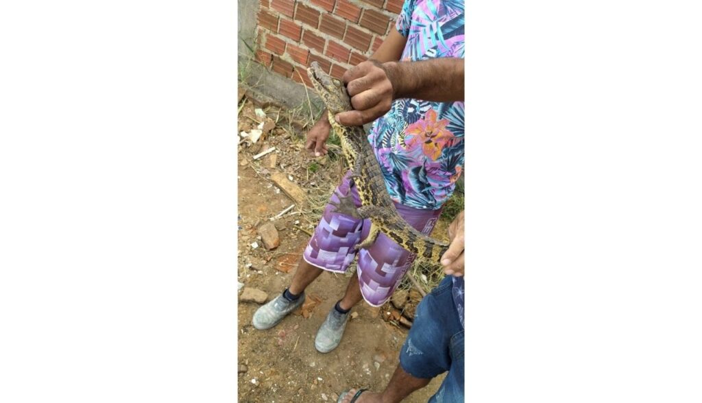 Polícia Militar captura filhote de jacaré em bairro de Serra Talhada