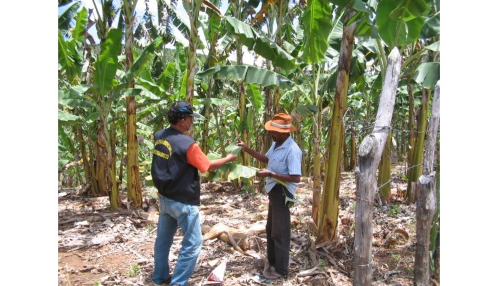 Adagro alerta produtores sobre doença que ataca a banana
