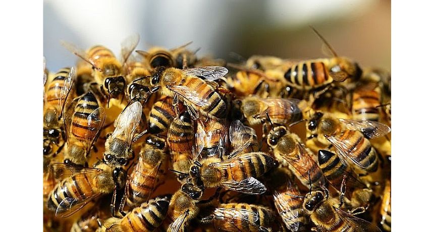 Alunos são picados por abelhas em escola estadual de São Bento do Una
