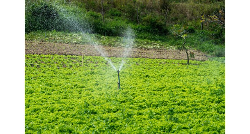 45% da merenda escolar de Brejo da Madre de Deus, vem da agricultura familiar local