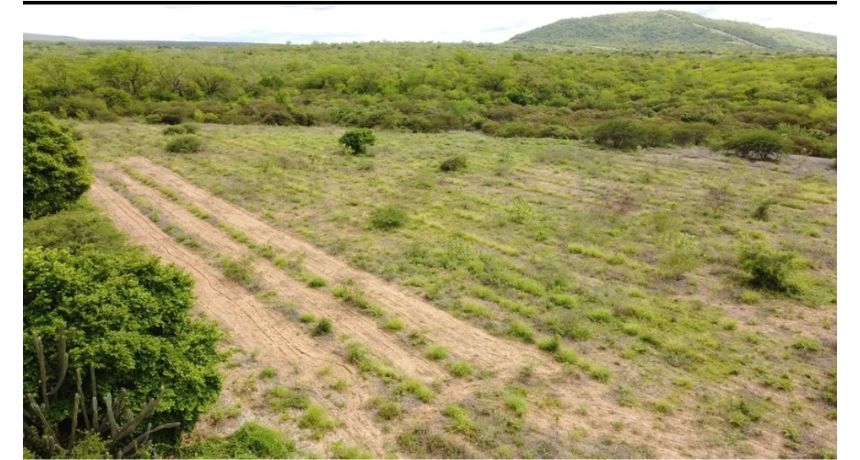 Agroecologia e 'recaatingamento' transformam paisagem e vida de famílias em distrito de Serra Talhada