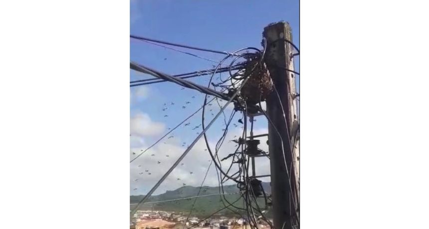 Abelhas em poste com fios de alta tensão assustam moradores na Cohab I, em Belo Jardim