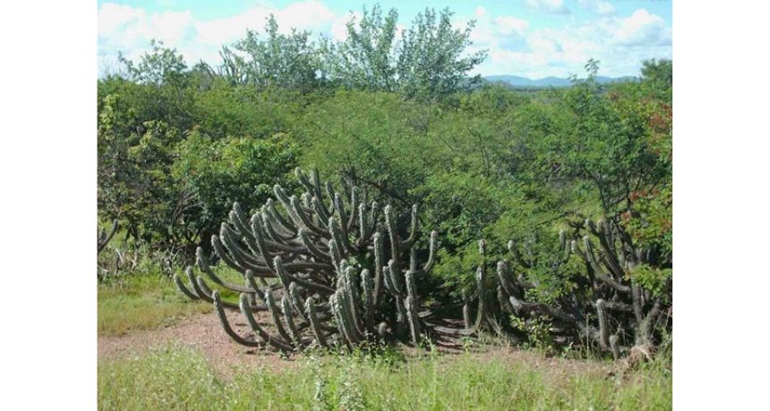 Comissão de Meio Ambiente do Senado faz audiência pública sobre a Caatinga