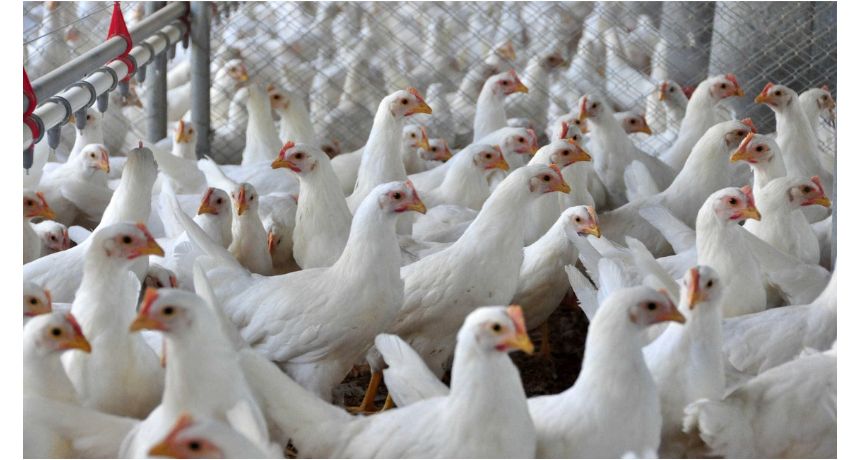 Gripe aviária: Ministério da Agricultura confirma 3 novos casos em aves silvestres