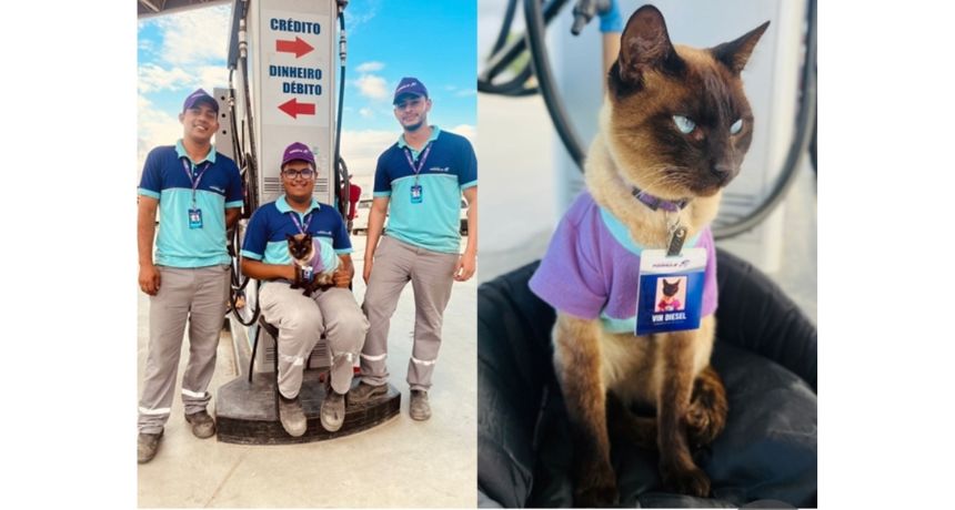 Gato é adotado e vira funcionário de posto de gasolina em Belo Jardim