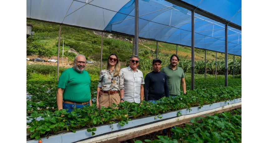 Prefeito Roberto Asfora e equipe visitam plantações de morango em preparação para o Festival em setembro