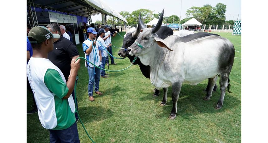 Exposição e julgamento de raças zebuínas fazem da EXPO Rio Preto a vitrine da pecuária brasileira