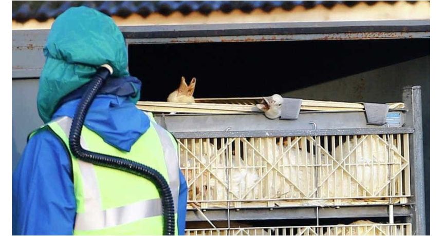 Agricultura confirma mais um caso de gripe aviária em ave silvestre; total sobe para 120