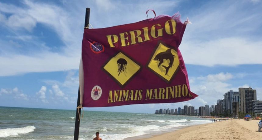 Pernambuco lança plano de educação ambiental para prevenir incidentes com tubarão