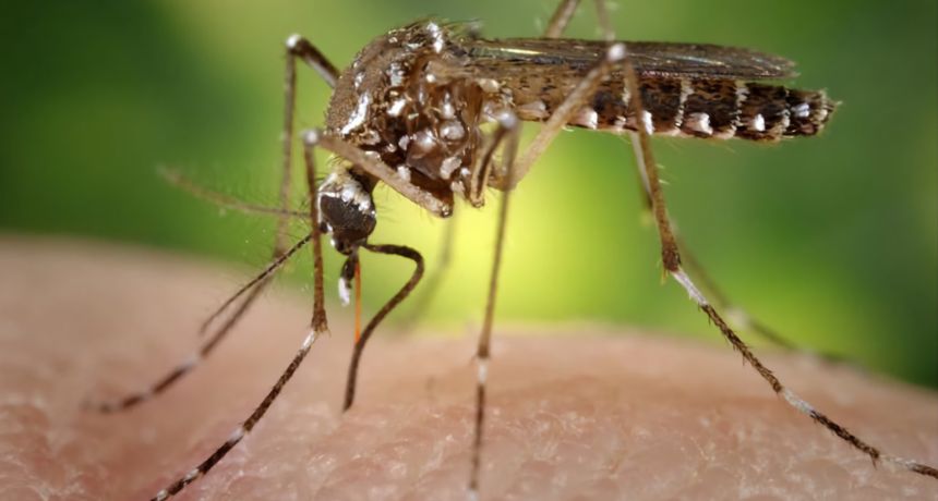 Brasil registra mais 20.845 casos prováveis de dengue