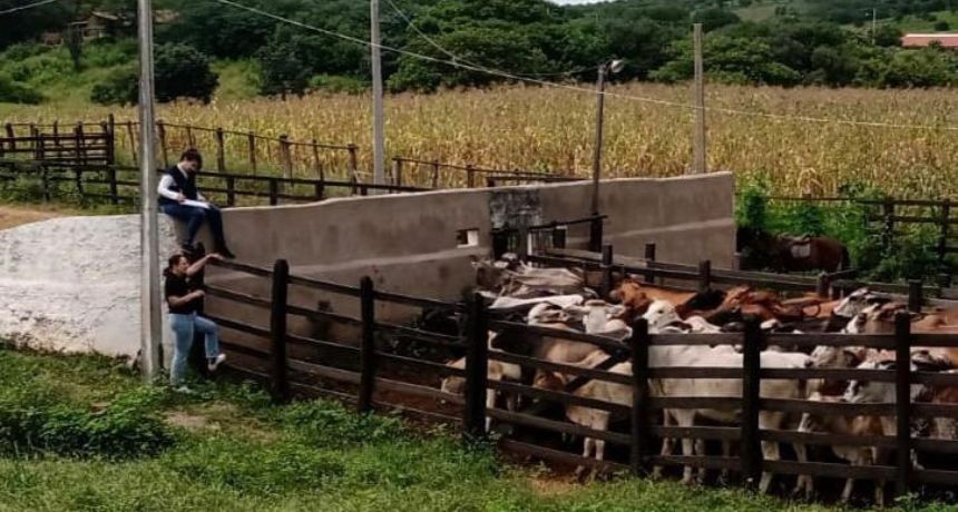 Última semana para vacinar bovinos e bubalinos do estado contra a febre aftosa