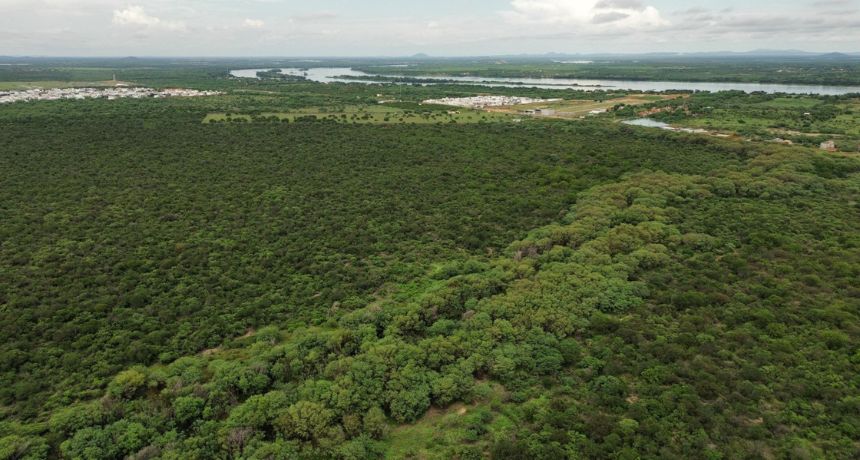 Pernambuco é o único estado do Brasil a reduzir o desmatamento da Caatinga