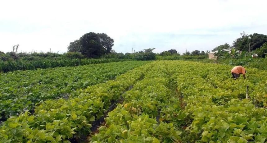 Agricultura familiar contará com mais recursos do FNE ano novo Plano Safra