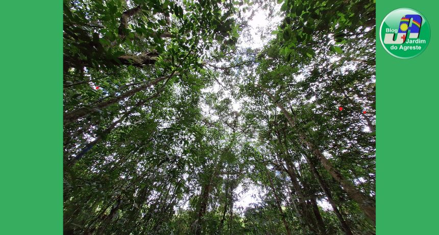 Parque Dois Irmãos celebra o Dia Nacional da Árvore