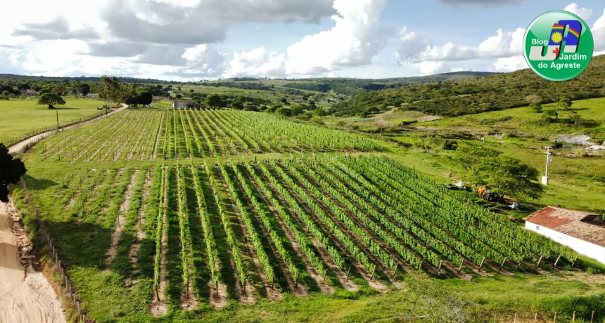 Agreste pernambucano desponta como novo polo de enoturismo pernambucano