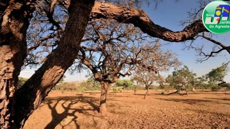 Situação de emergência por estiagem é decretada em Belo Jardim, São Bento do Una e mais 100 municípios de Pernambuco; veja lista