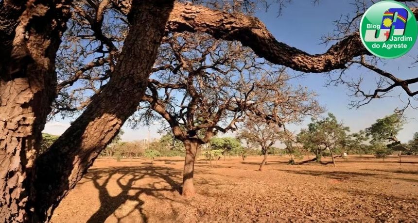 Situação de emergência por estiagem é decretada em Belo Jardim, São Bento do Una e mais 100 municípios de Pernambuco; veja lista