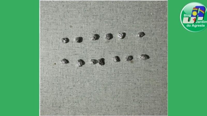 Sanharó: Homem é conduzido por tráfico após apreensão de crack em operação da PM