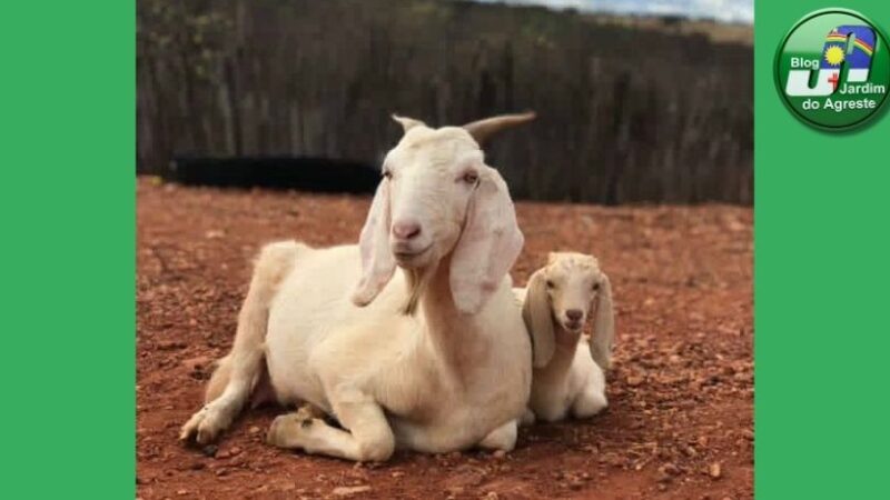 Novembro é mês atualizar o cadastro dos rebanhos e propriedades na Adagro