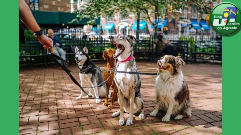 Estresse e ansiedade ocorrem com frequência cada vez maior nos cães. Cuidar da saúde emocional dos animais é um desafio crescente para os tutores