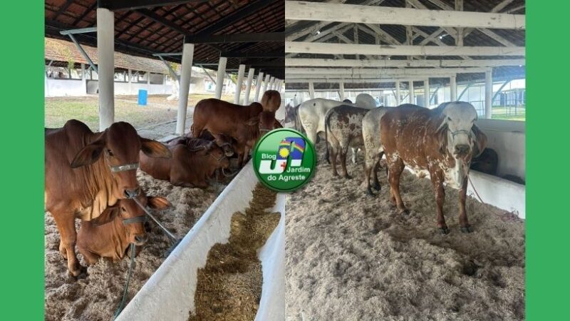 Adagro acompanha ações de controle da sanidade animal durante a 82ª Exposição Nordestina de Animais e Produtos Derivados que ocorre de 07 a 16 de novembro