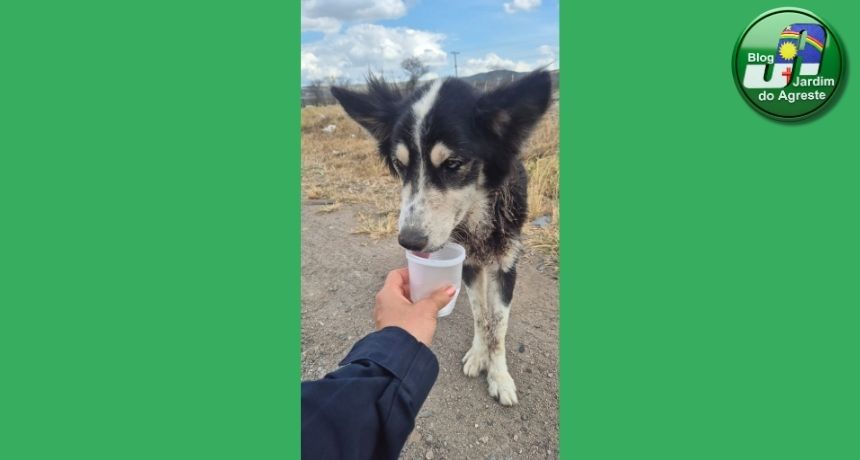 Cadela com sinais de maus-tratos é resgatada em Bezerros