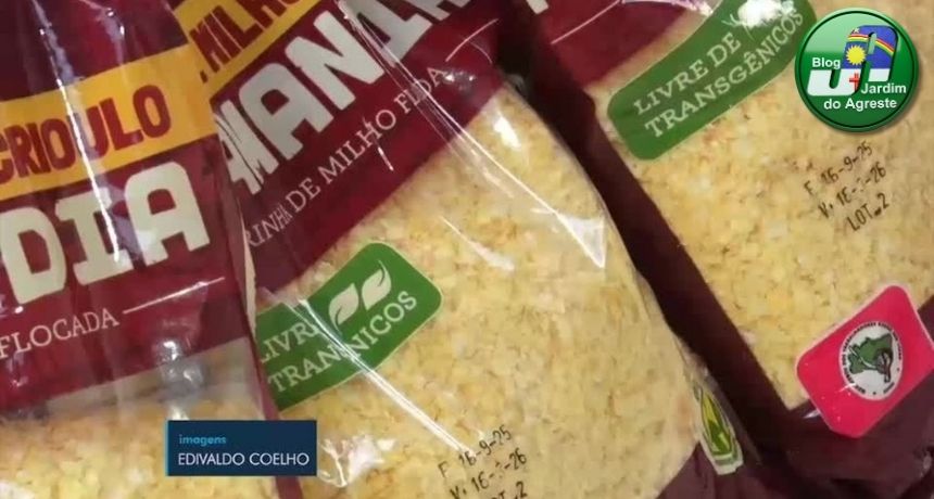 Milho crioulo de Caruaru sustenta tradição rural e garante renda a famílias do Agreste