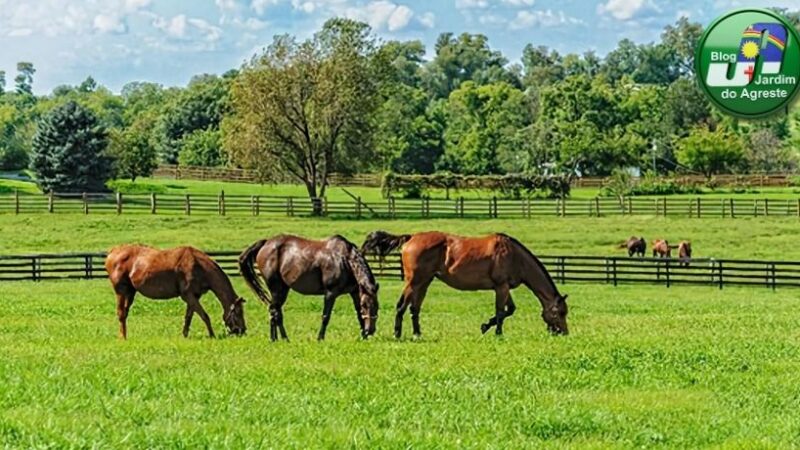 Controle de verminoses em equinos promove saúde e bem-estar, contribuindo para o bom desempenho